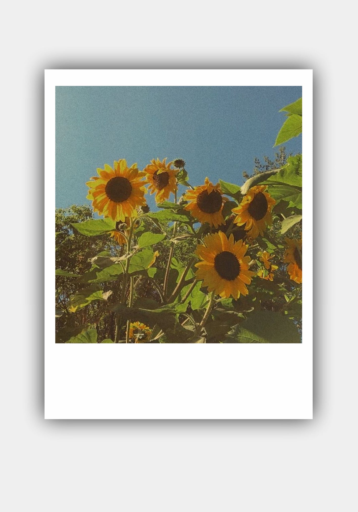 FLOWER Mini Polaroid Photo Prints Set Pitsstop