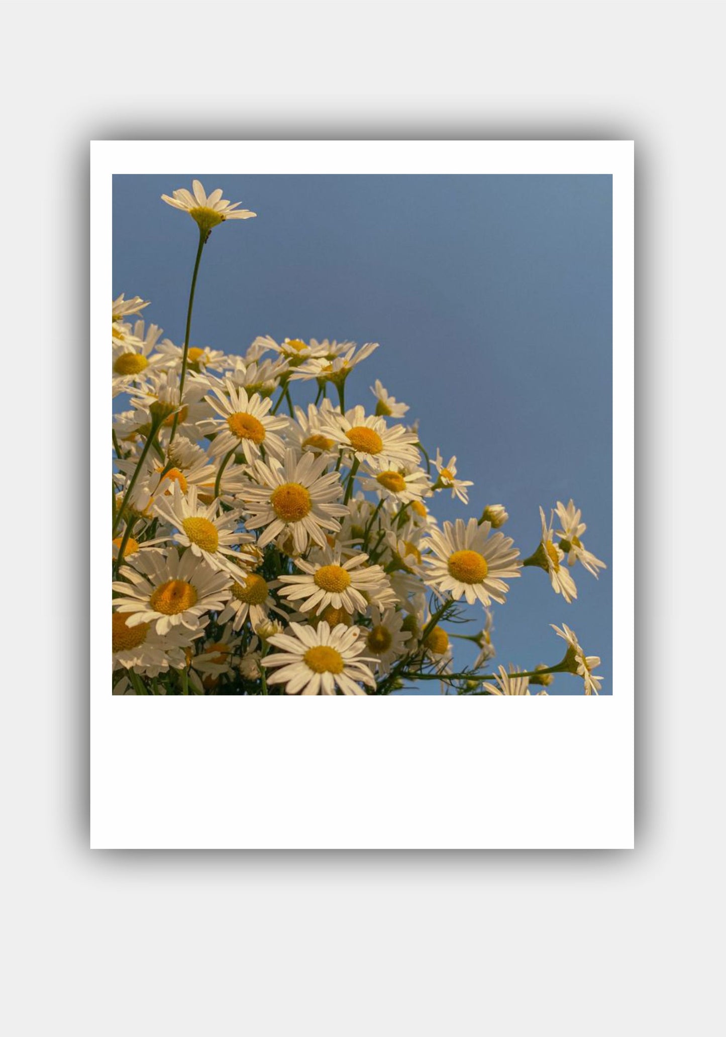 FLOWER Mini Polaroid Photo Prints Set Pitsstop