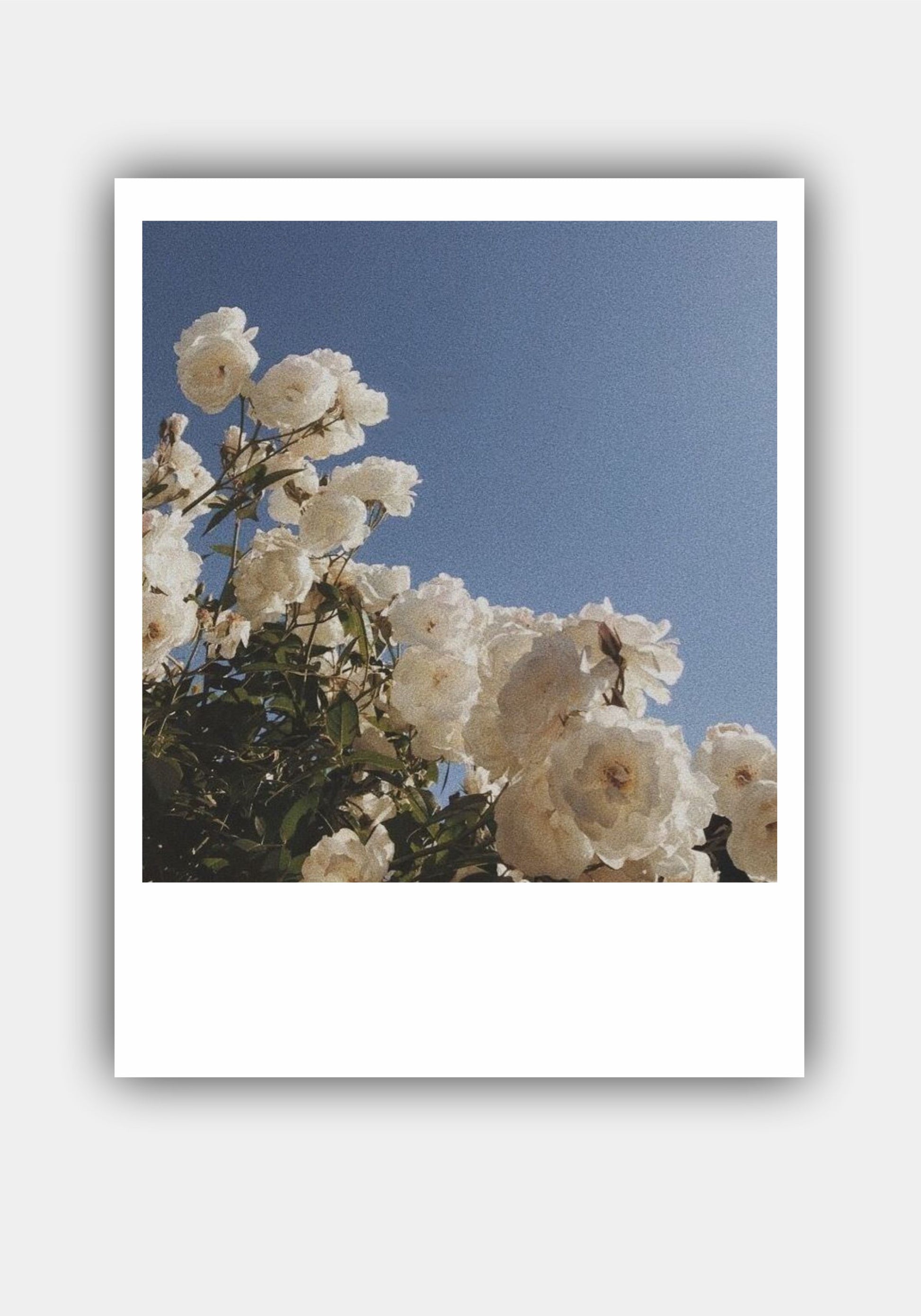 FLOWER Mini Polaroid Photo Prints Set Pitsstop