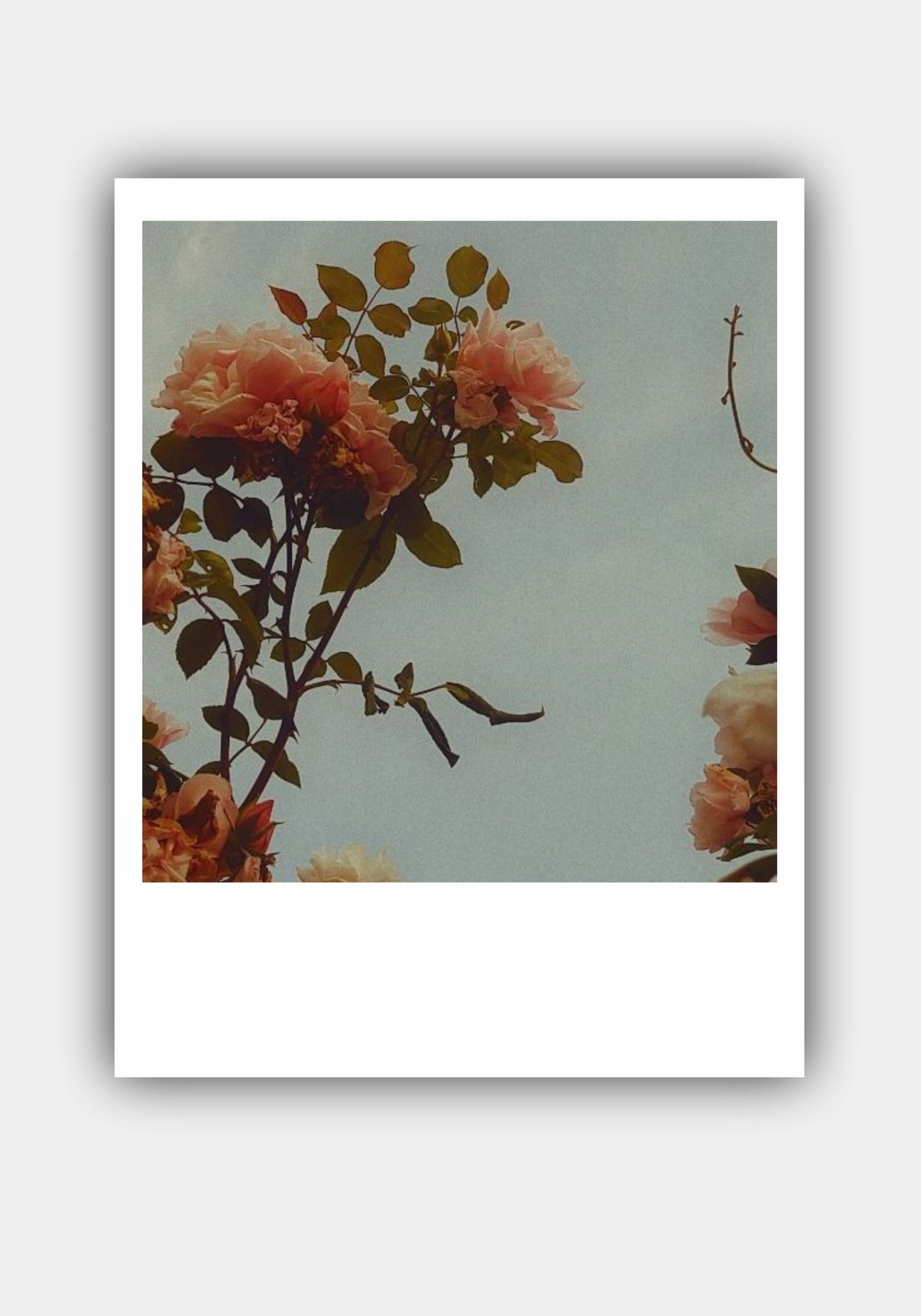 FLOWER Mini Polaroid Photo Prints Set Pitsstop