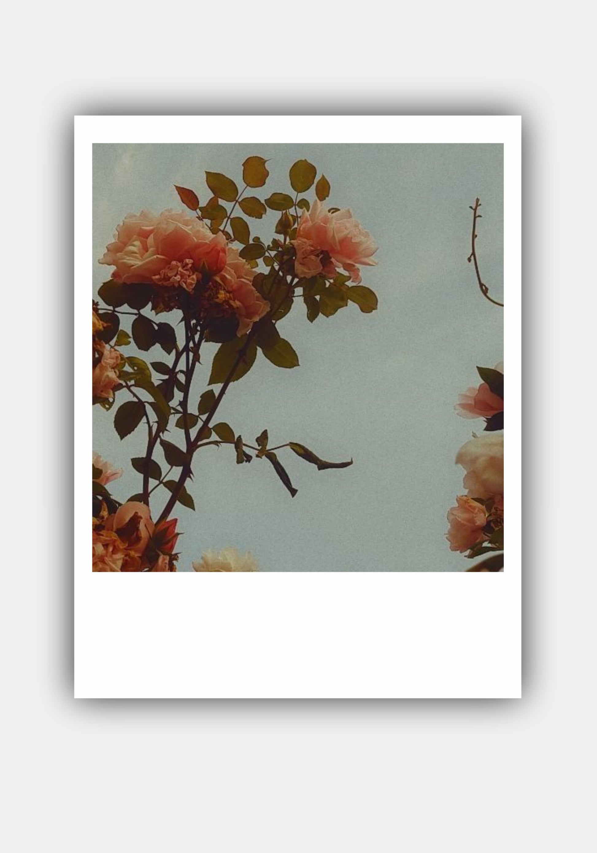 FLOWER Mini Polaroid Photo Prints Set Pitsstop