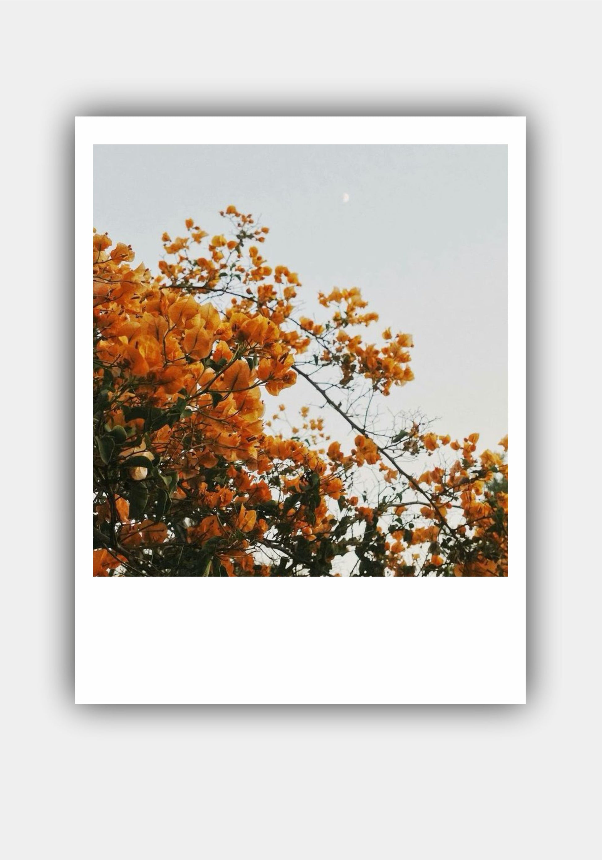 FLOWER Mini Polaroid Photo Prints Set Pitsstop